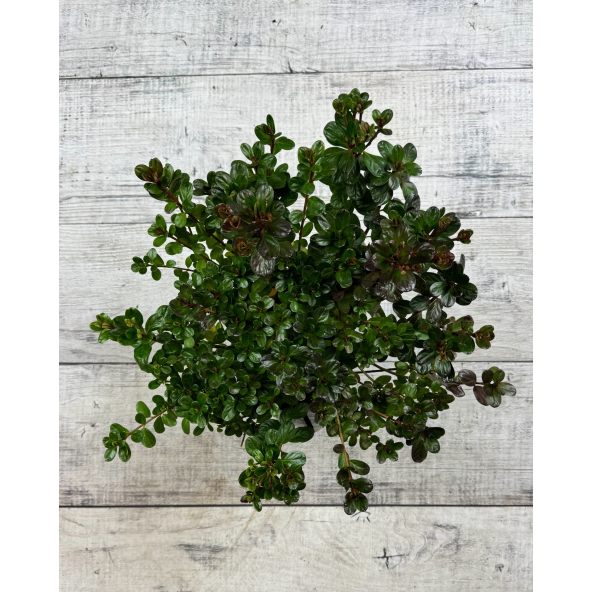 'Rubinstern' - azalia japońska
Rhododendron 'Rubinstern'