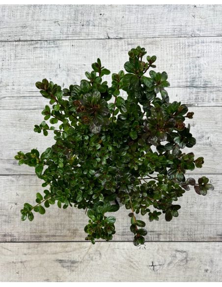 'Rubinstern' - azalia japońska
Rhododendron 'Rubinstern'