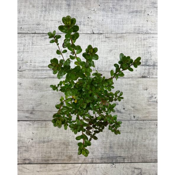 'Rubinstern' - azalia japońska
Rhododendron 'Rubinstern'