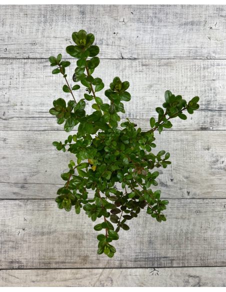 'Rubinstern' - azalia japońska
Rhododendron 'Rubinstern'