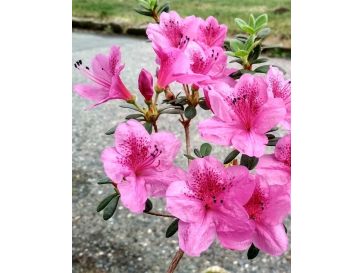 'Salajka' PBR - Azalia japońska
Rhododendron 'Salajka' PBR
(Čertoryje × Hluboká)