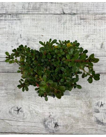 'Salajka' PBR - Azalia japońska
Rhododendron 'Salajka' PBR
(Čertoryje × Hluboká)