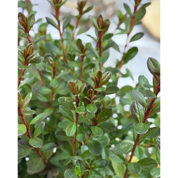 'Salajka' PBR - Azalia japońska
Rhododendron 'Salajka' PBR
(Čertoryje × Hluboká)