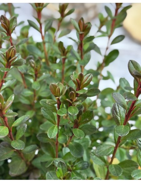 'Salajka' PBR - Azalia japońska
Rhododendron 'Salajka' PBR
(Čertoryje × Hluboká)