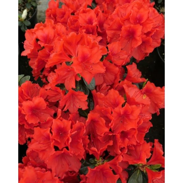 'Santa Maria' - Azalia japońska
Rhododendron 'Santa Maria'