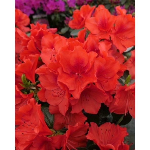 'Santa Maria' - Azalia japońska
Rhododendron 'Santa Maria'