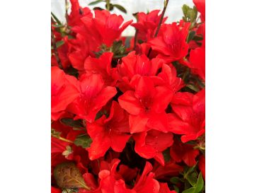 'Santa Maria' - Azalia japońska
Rhododendron 'Santa Maria'