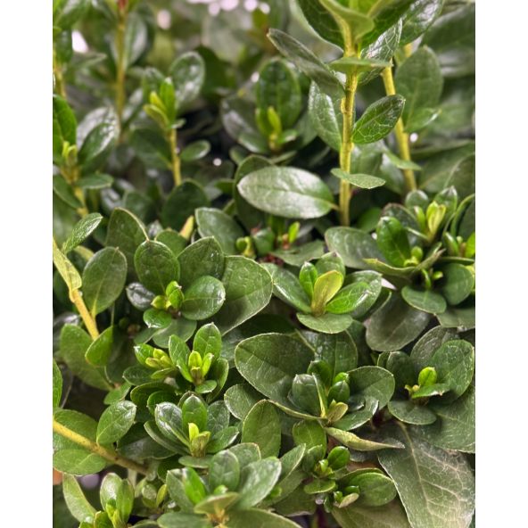 'Santa Maria' - Azalia japońska
Rhododendron 'Santa Maria'