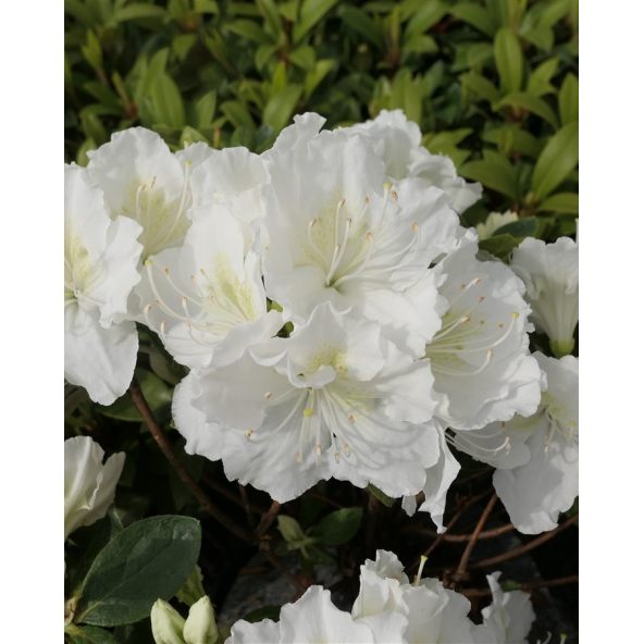 'Schneezwerg' - azalia japońska
Rhododendron 'Schneezwerg'
