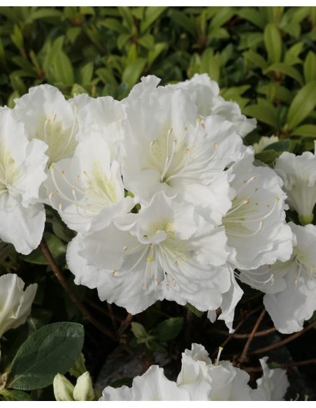 'Schneezwerg' - azalia japońska
Rhododendron 'Schneezwerg'
