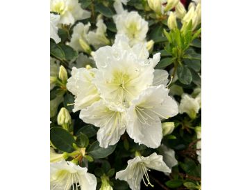 'Schneezwerg' - azalia japońska
Rhododendron 'Schneezwerg'