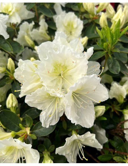 'Schneezwerg' - azalia japońska
Rhododendron 'Schneezwerg'