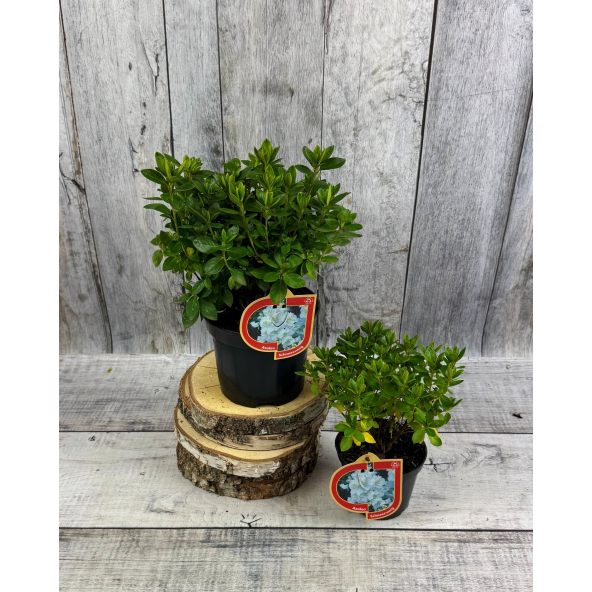 'Schneezwerg' - azalia japońska
Rhododendron 'Schneezwerg'