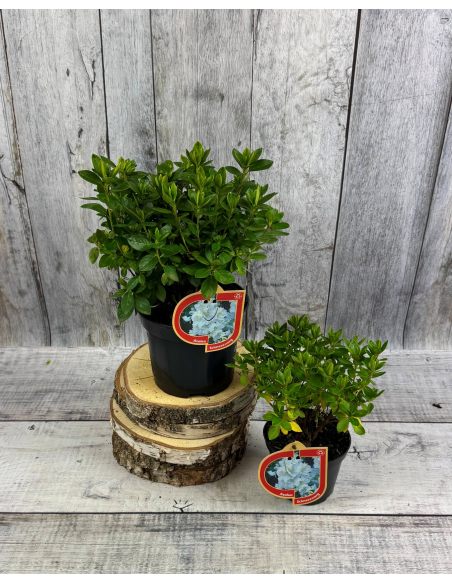 'Schneezwerg' - azalia japońska
Rhododendron 'Schneezwerg'