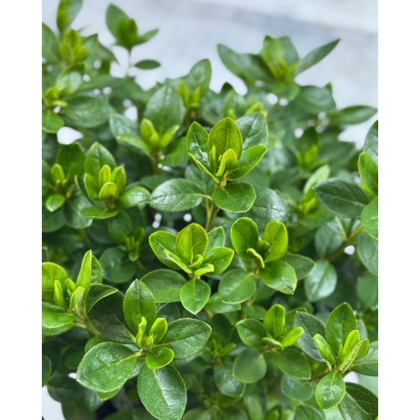 'Schneezwerg' - azalia japońska
Rhododendron 'Schneezwerg'