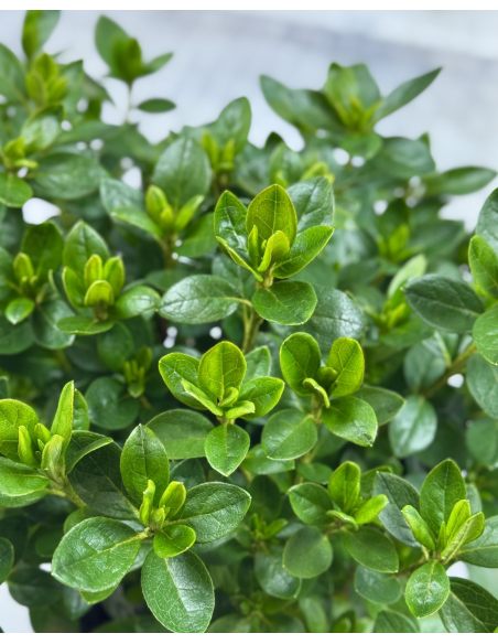 'Schneezwerg' - azalia japońska
Rhododendron 'Schneezwerg'