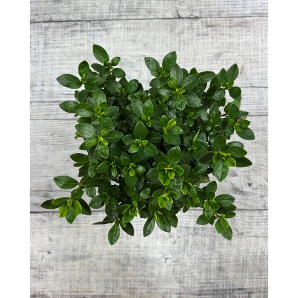 'Schneezwerg' - azalia japońska
Rhododendron 'Schneezwerg'