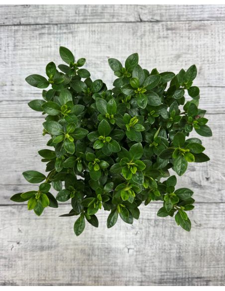 'Schneezwerg' - azalia japońska
Rhododendron 'Schneezwerg'