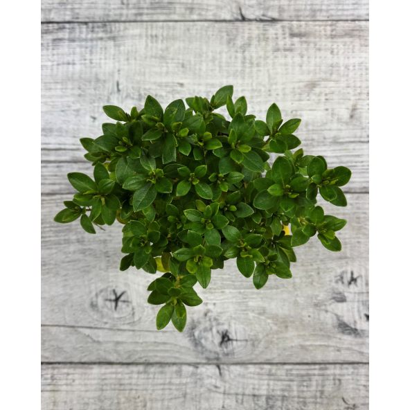 'Schneezwerg' - azalia japońska
Rhododendron 'Schneezwerg'