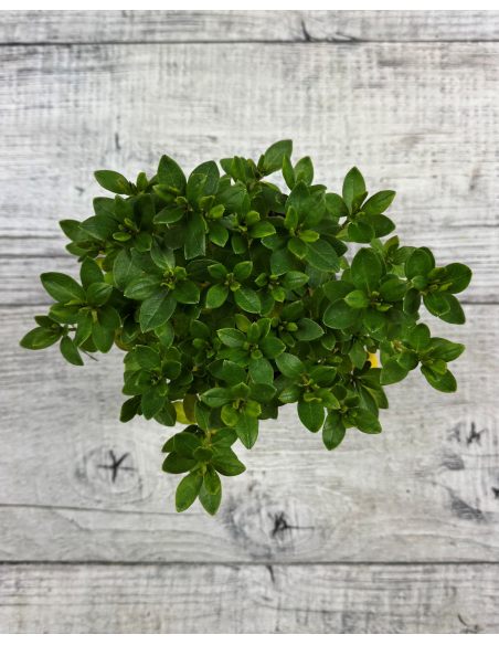 'Schneezwerg' - azalia japońska
Rhododendron 'Schneezwerg'