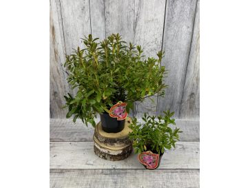 'Staccato' - azalia japońska
Rhododendron 'Staccato' 2