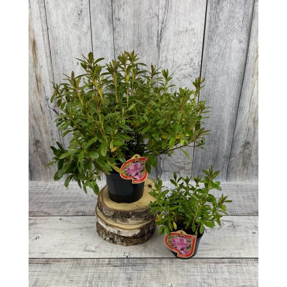 'Staccato' - azalia japońska
Rhododendron 'Staccato'