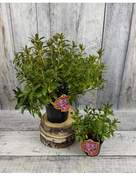 'Staccato' - azalia japońska
Rhododendron 'Staccato'