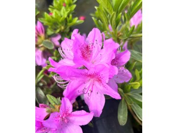 'Staccato' - azalia japońska
Rhododendron 'Staccato'