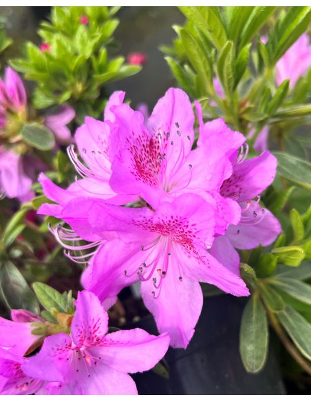 'Staccato' - azalia japońska
Rhododendron 'Staccato'