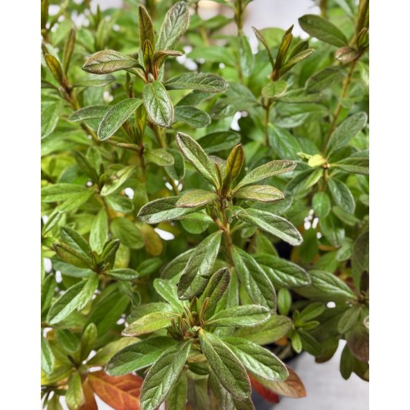 'Staccato' - azalia japońska
Rhododendron 'Staccato'