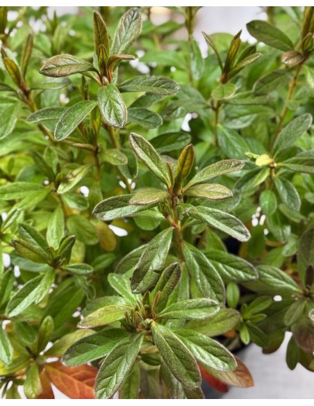 'Staccato' - azalia japońska
Rhododendron 'Staccato'