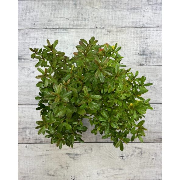 'Staccato' - azalia japońska
Rhododendron 'Staccato'