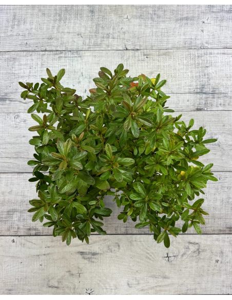 'Staccato' - azalia japońska
Rhododendron 'Staccato'