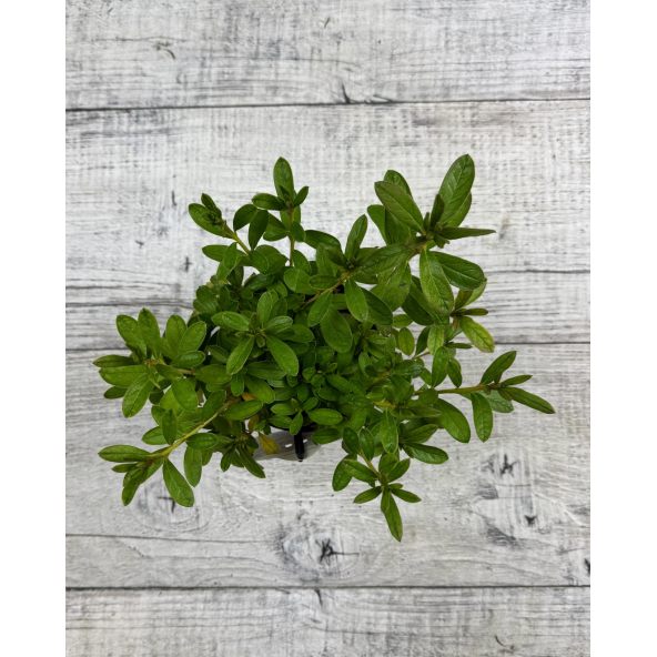 'Staccato' - azalia japońska
Rhododendron 'Staccato'