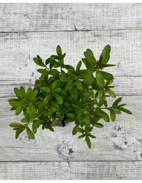 'Staccato' - azalia japońska
Rhododendron 'Staccato'