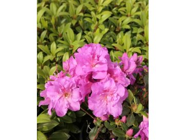 'Thekla' - azalia japońśka
Rhododendron 'Thekla'