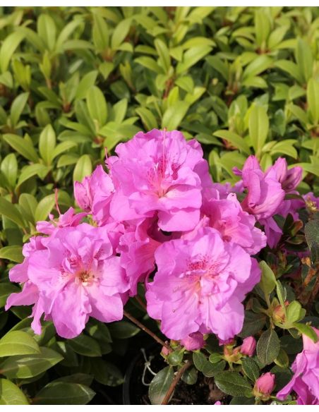 'Thekla' - azalia japońśka
Rhododendron 'Thekla'