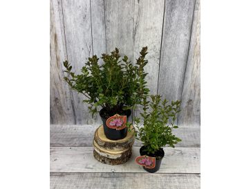 'Thekla' - azalia japońśka
Rhododendron 'Thekla' 2