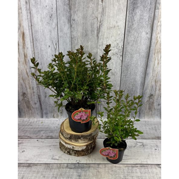 'Thekla' - azalia japońśka
Rhododendron 'Thekla'