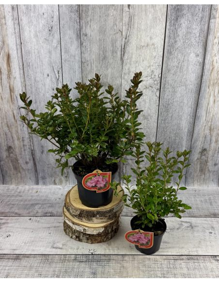 'Thekla' - azalia japońśka
Rhododendron 'Thekla'