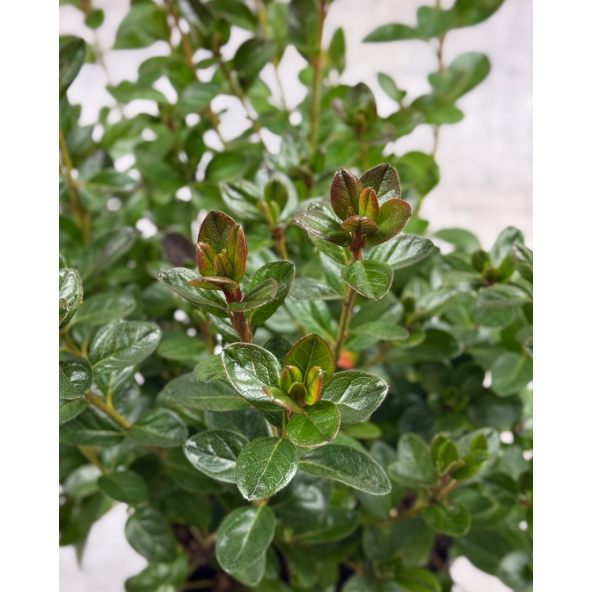 'Thekla' - azalia japońśka
Rhododendron 'Thekla'