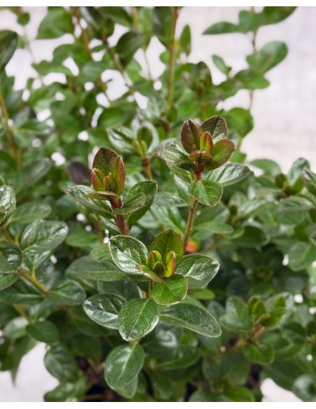 'Thekla' - azalia japońśka
Rhododendron 'Thekla'