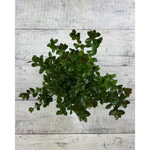 'Thekla' - azalia japońśka
Rhododendron 'Thekla'