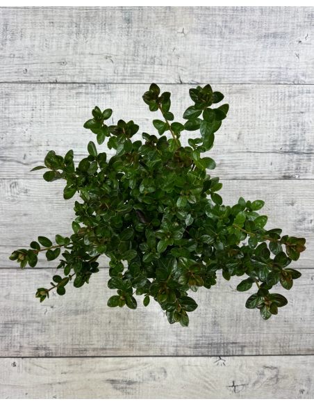 'Thekla' - azalia japońśka
Rhododendron 'Thekla'