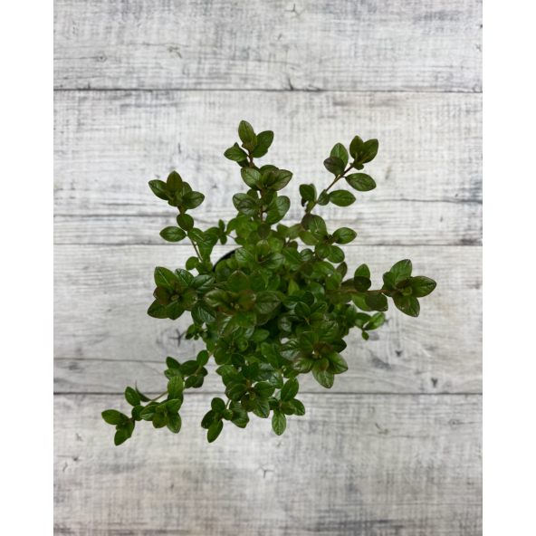 'Thekla' - azalia japońśka
Rhododendron 'Thekla'