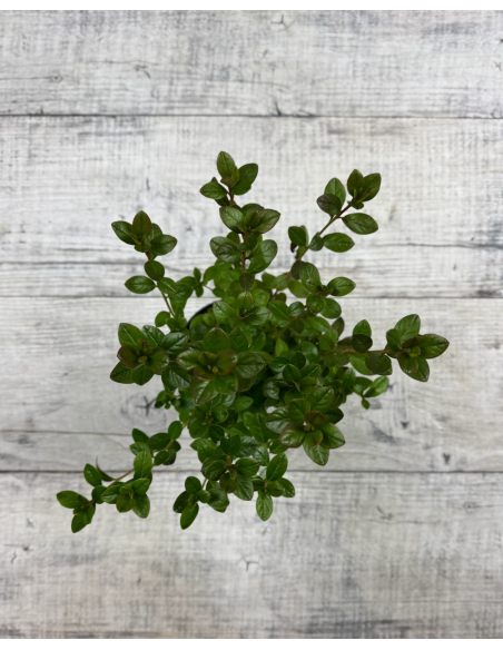 'Thekla' - azalia japońśka
Rhododendron 'Thekla'