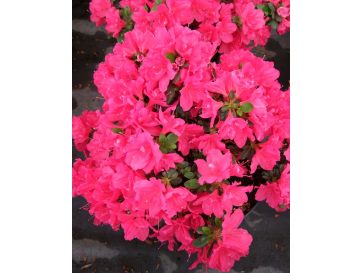 'Tornella' - azalia japońska
Rhododendron 'Tornella'