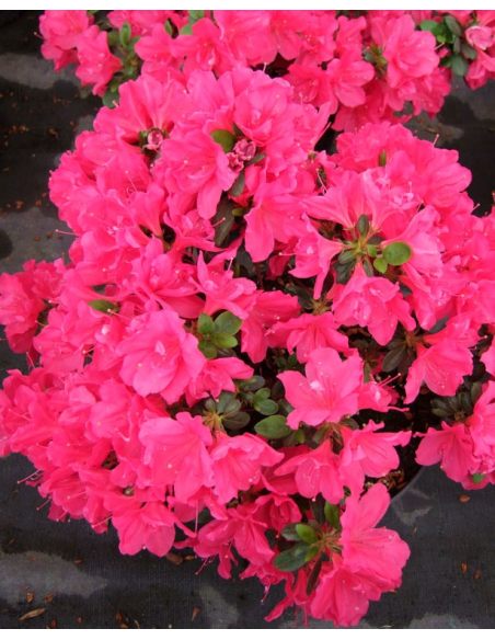 'Tornella' - azalia japońska
Rhododendron 'Tornella'