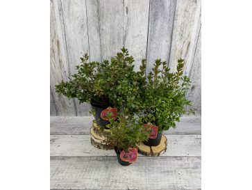 'Tornella' - azalia japońska
Rhododendron 'Tornella' 2