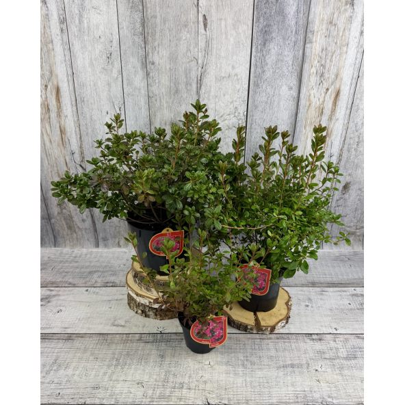 'Tornella' - azalia japońska
Rhododendron 'Tornella'